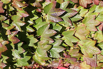 Image showing ivy texture