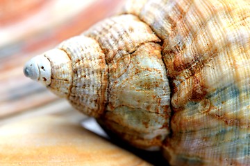 Image showing sea shell