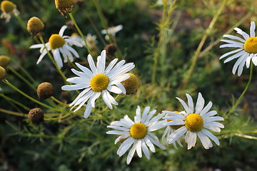 Image showing marguerite flowers