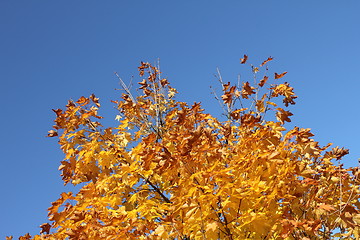 Image showing autumn leafes