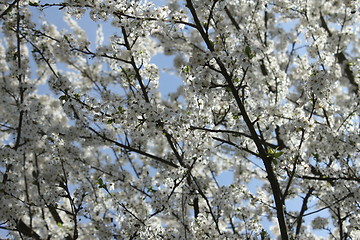 Image showing Cherry Blossoms