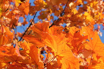 Image showing autumn leafes