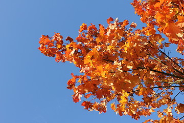 Image showing autumn leafes