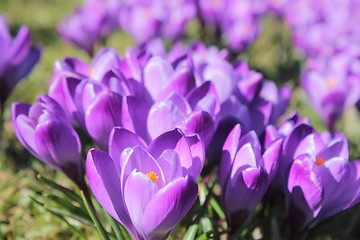 Image showing spring flower meadow