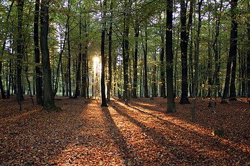 Image showing forest sundown