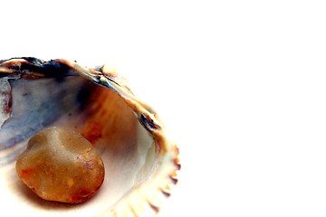 Image showing sea shell with an little amber stone inside