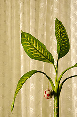 Image showing Home plant and concept fruit ball hanging on leaf.