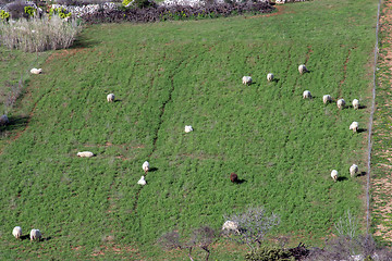 Image showing Sheep Grazing in a Green Meadow