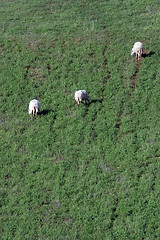 Image showing Sheep Grazing in a Green Meadow