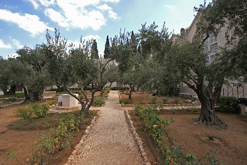 Image showing Jerusalem-Garden of Gethsemane