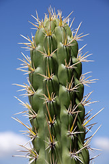 Image showing Cactus