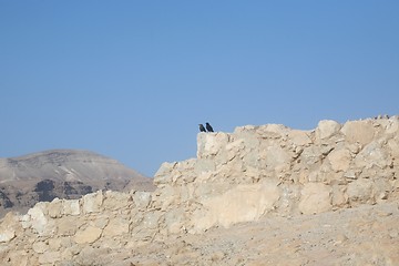 Image showing Bird in the Masada fortress in Israel