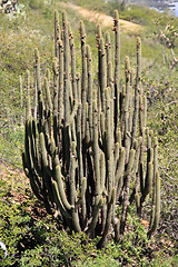 Image showing Big cactus