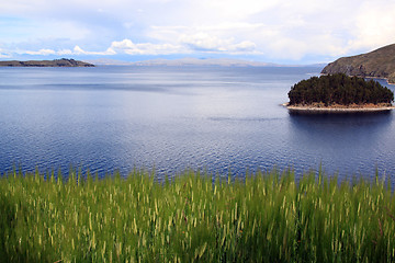Image showing Wheat and Titicaca