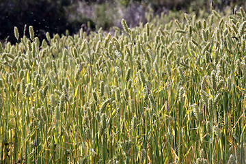 Image showing Green wheat