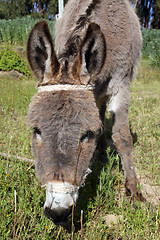 Image showing Head of donkey