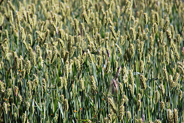 Image showing Green wheat