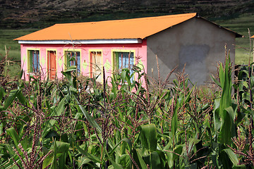 Image showing House and corn field