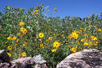 Image showing Stones and flowers