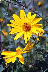 Image showing Yellow wildflowers