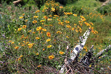 Image showing Wild flowers