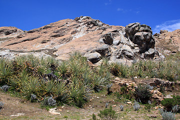 Image showing Cactuses on the island