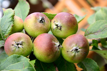 Image showing apples on a tree