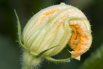 Image showing Courgette flower I