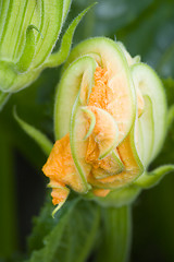 Image showing Courgette flower II