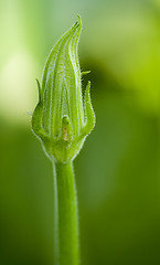 Image showing Courgette flower III