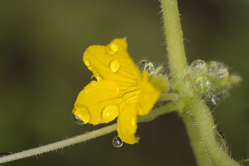 Image showing Flower of a cucumber
