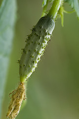 Image showing Small cucumber