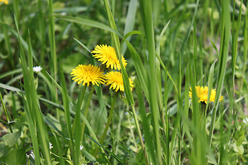 Image showing dandelions