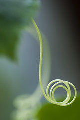 Image showing Cucumber tendril