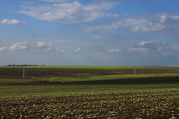 Image showing fields at spring