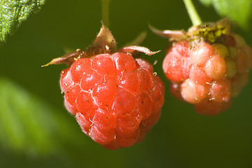 Image showing Red raspberries IV