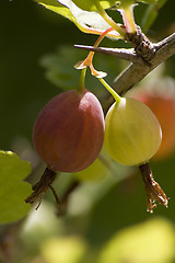 Image showing Gooseberry bush I