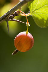 Image showing Gooseberry bush II