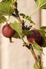 Image showing Gooseberry bush III
