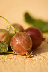 Image showing Fresh gooseberries IV