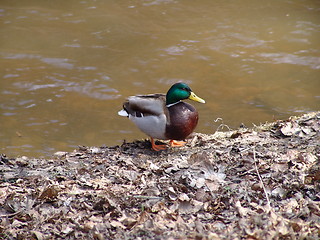 Image showing Duck