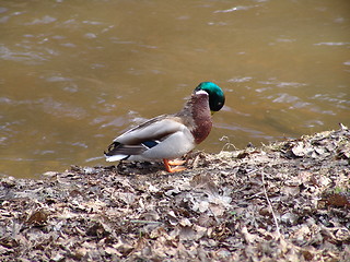 Image showing Duck