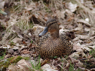 Image showing Duck