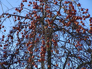 Image showing Apple-tree