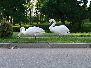 Image showing Swans