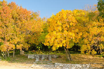 Image showing fall yellow leaves trees