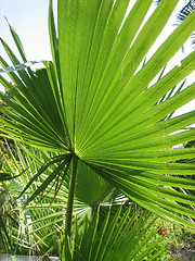 Image showing Palm