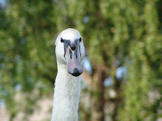 Image showing Swan