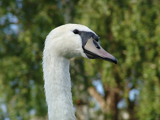 Image showing Swan