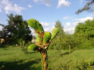 Image showing Fir spray